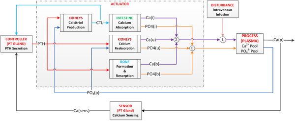 Fig 1: The Calcium Regulation Control System